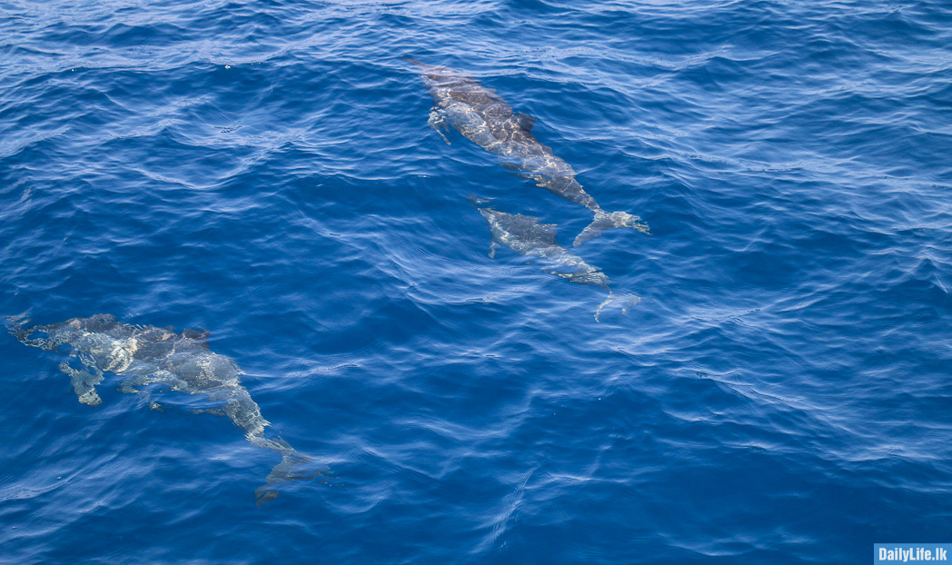 Dolphins under water