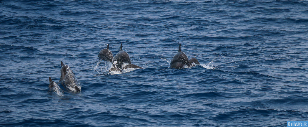 Dolphins