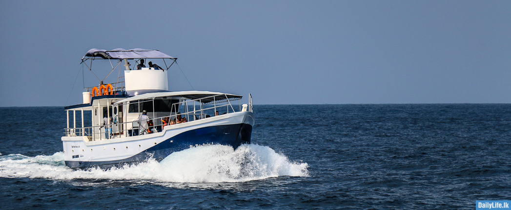 Whale watching boats