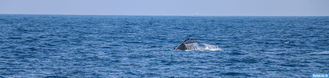 Tail of a Whale