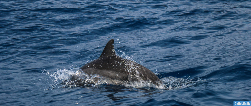 Image of Dolphin