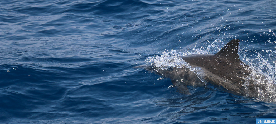 Image of Dolphin